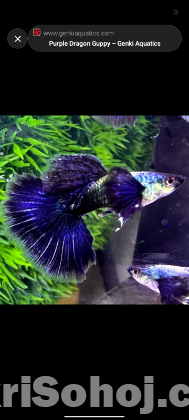 সব ধরনের গাপ্পি মাছ পাওয়া যায়